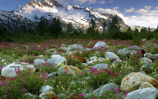 Роза среди камней