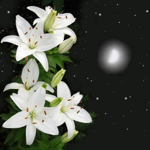 Лилия Хельветия