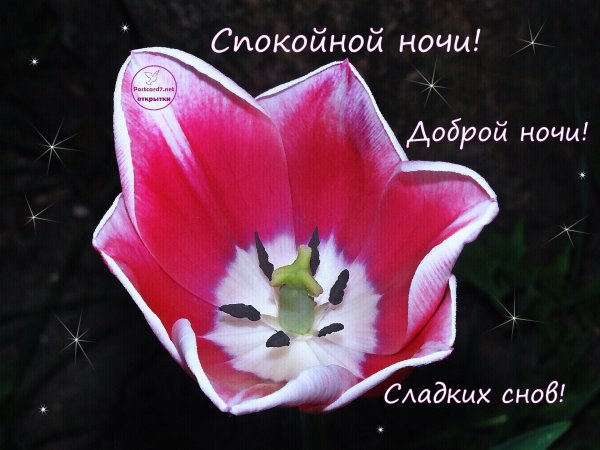 Спокойной ночи приятных снов