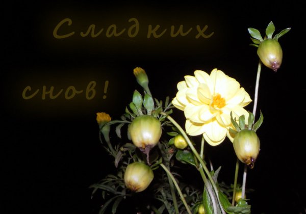 Спокойной весенней ночи с пожеланиями
