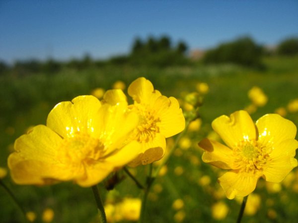 Полевые цветы