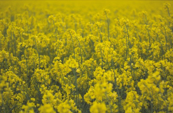 Желтые луговые цветы (65 фото) »