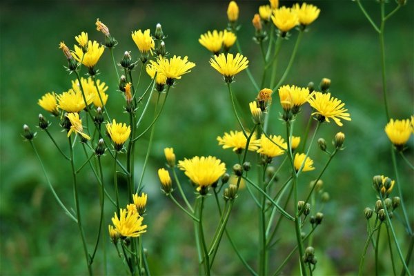 Buttercup Лютик