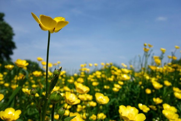 Лютик едкий (Ranúnculus Ácris