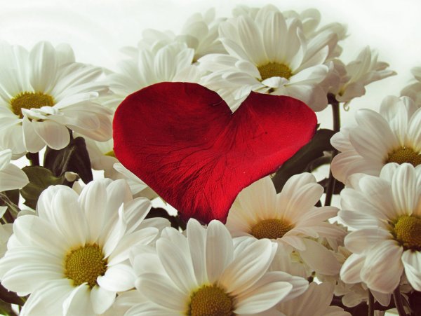 Парень дарит девушке цветы