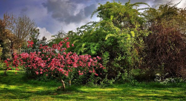 Деревья для сада