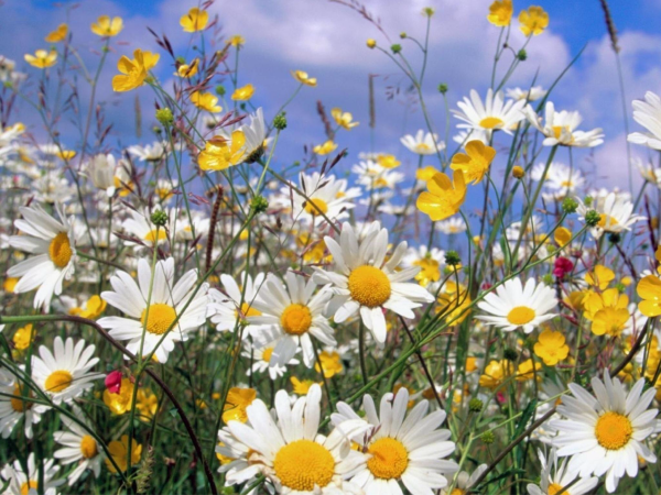 Летние цветы