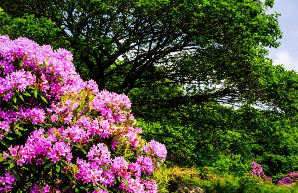 Деревья кусты цветы