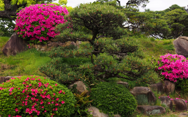 Дерево рододендрон Синтия