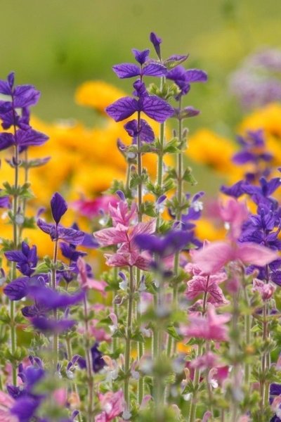 Летние цветы