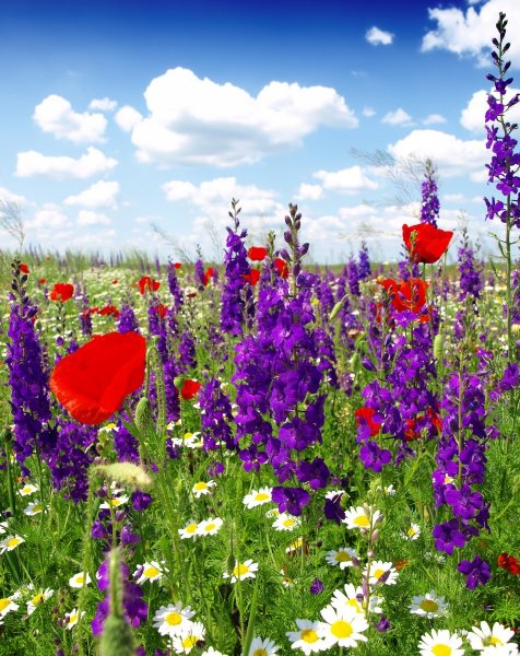 Летние луговые цветы