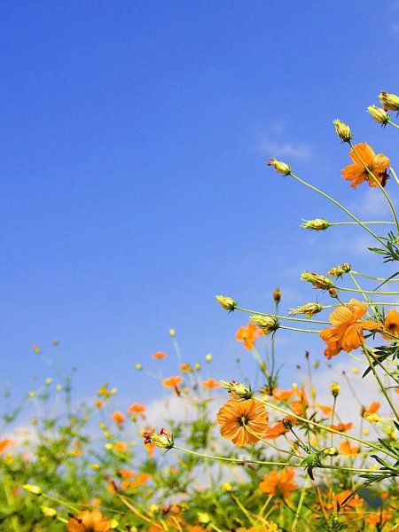 Полевые цветы