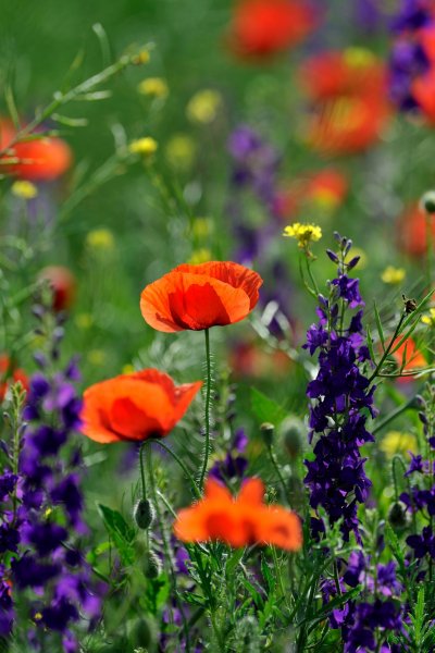 Летние полевые цветы