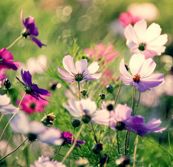 Василек, Мак, Вьюнок