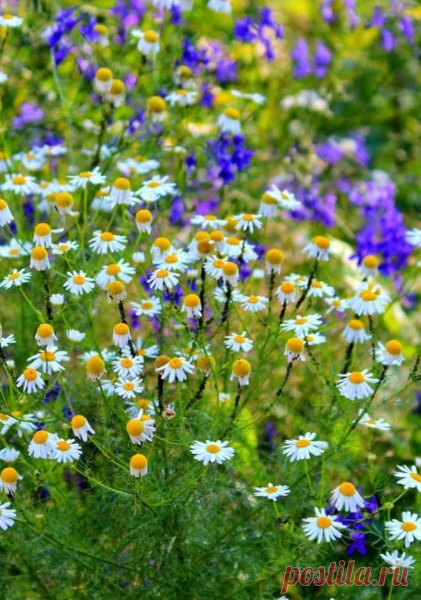Полевые цветы маки и васильки