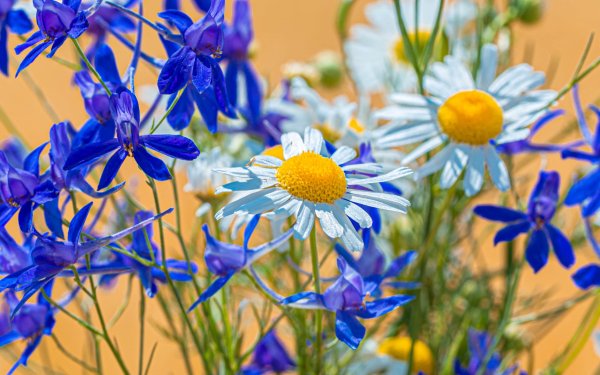 Космея поле