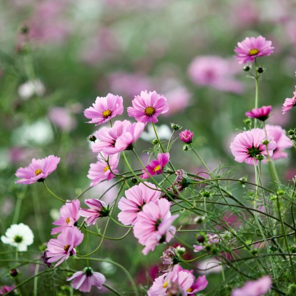 Синие луговые цветы