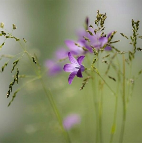 Полевые цветы на фоне неба