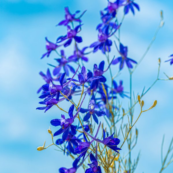 Весенние цветы фон