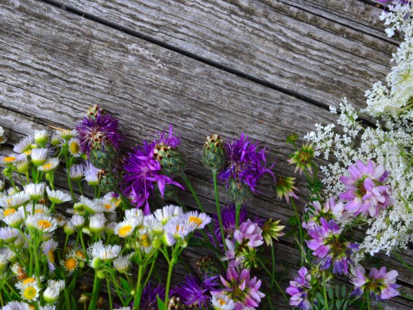 Лаванда на Светлом фоне