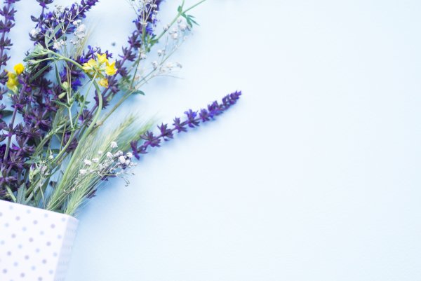 Васильковое поле