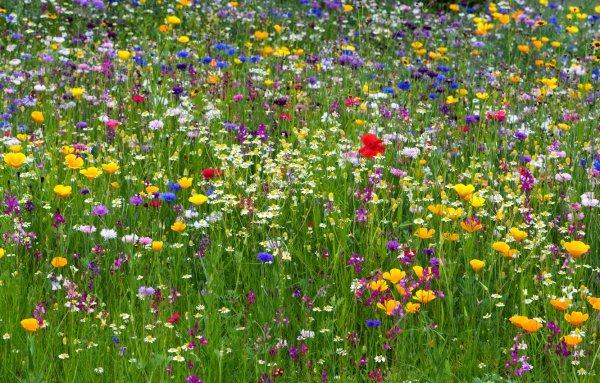 Василек полевой