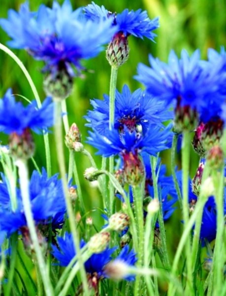 Василек Ясная Поляна