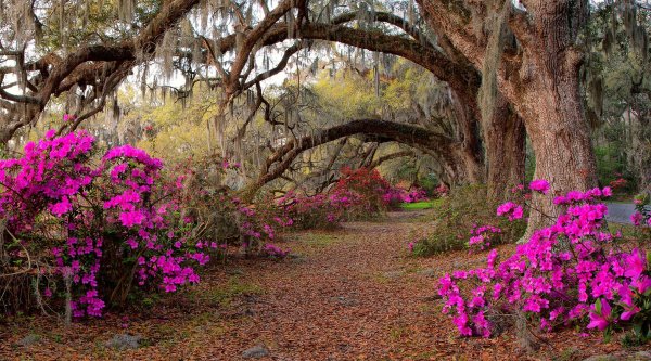 Флауэр Форест