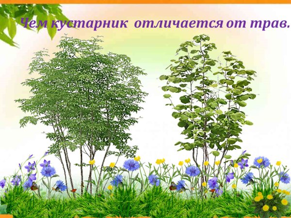 Деревья кустарники травы