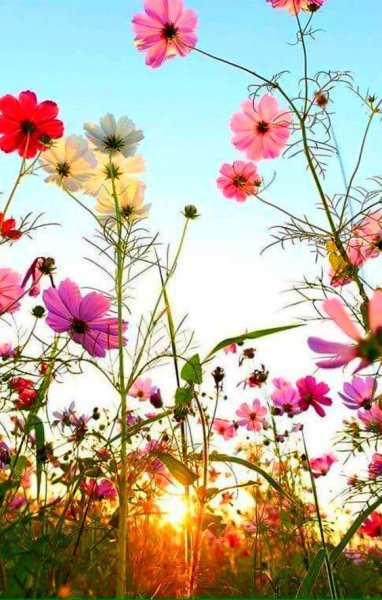 Полевые цветы васильки и ромашки