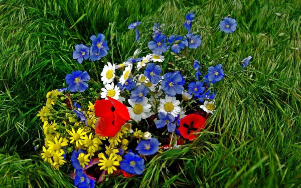 Нежные весенние цветы