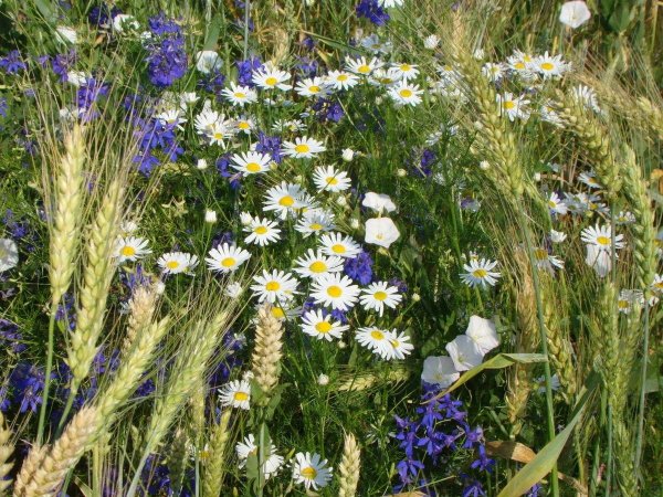 Полевые цветы