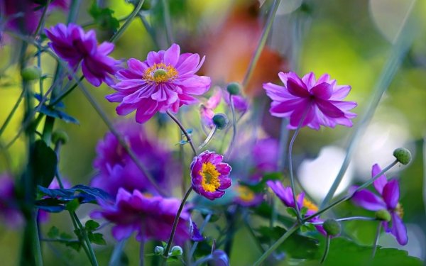 Полевые цветы девясил