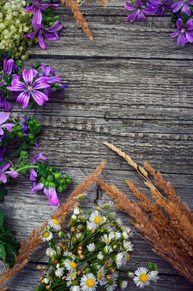 Поле ромашки васильки маки