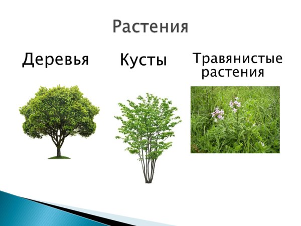 Деревья и кустарники
