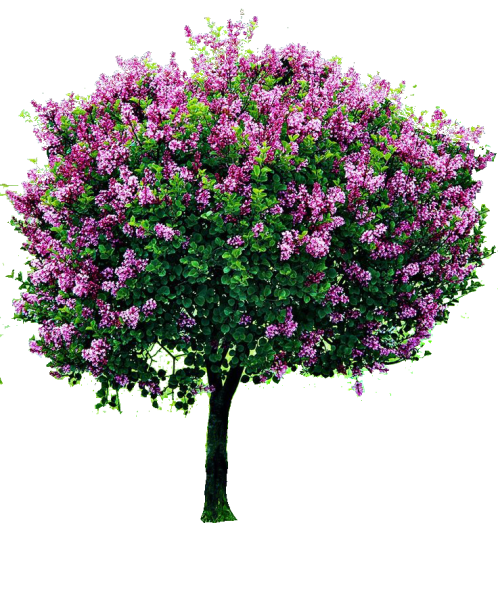 Сирень кустарник