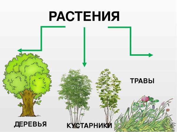 Дерево кустарник травянистое растение