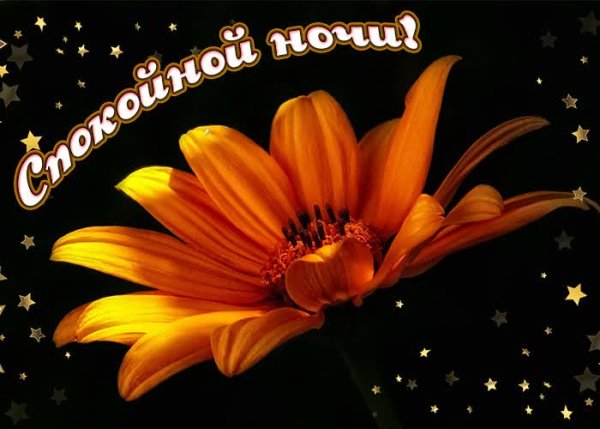Спокойной ночи с цветами