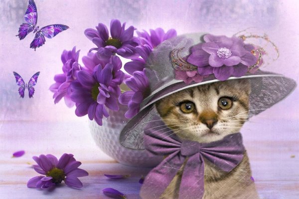 Котик в шляпке