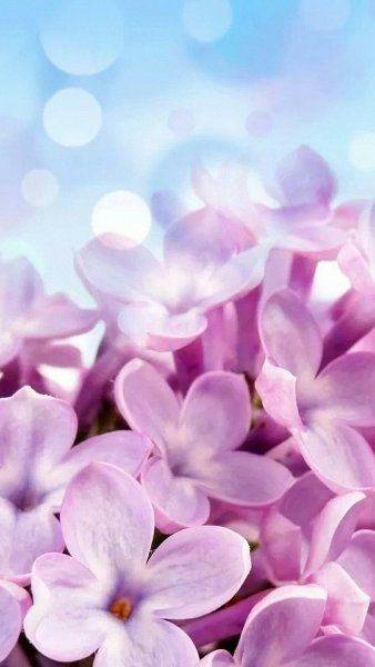 Аватарки для ватсапа цветы