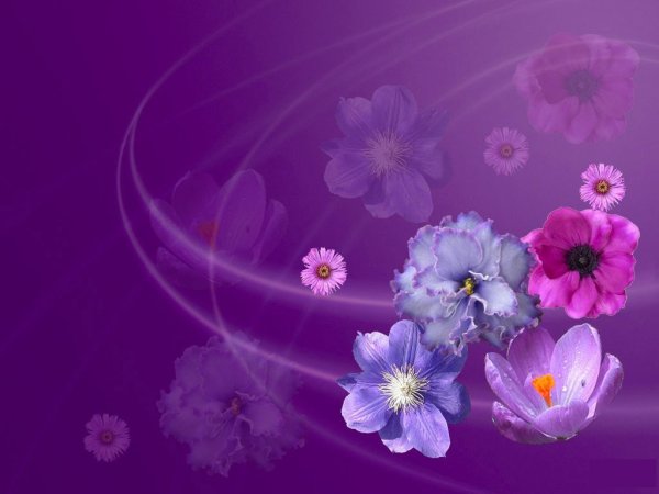 Шикарные цветы