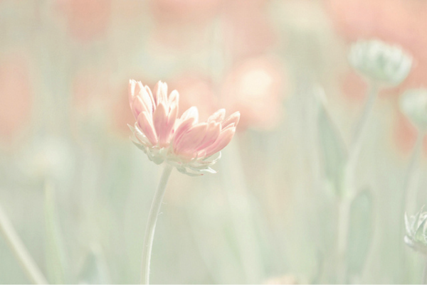 Цветы в пастельных тонах