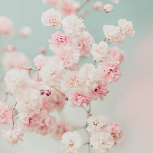 Цветы пастельного цвета