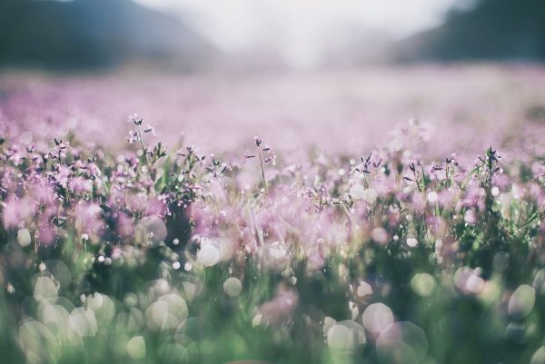 Нежный цветок