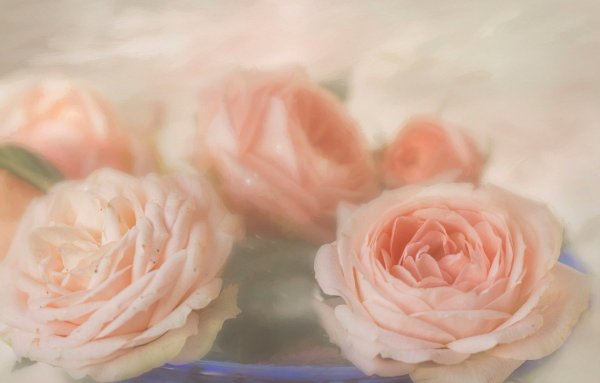 Пудровые розы и пионы