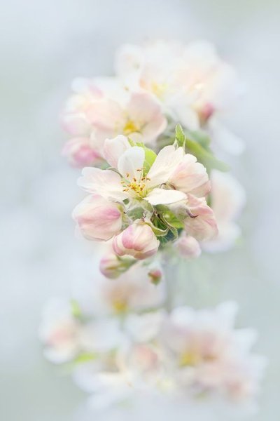 Пудровые пионы