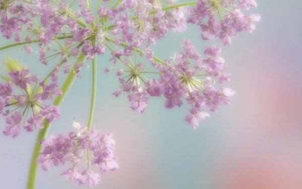 Цветы в пастельных тонах