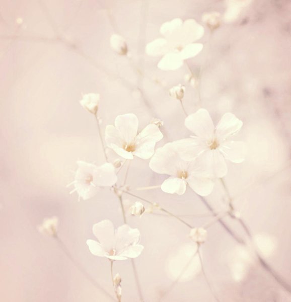 Цветы в пастельных тонах