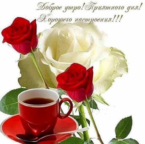 Доброе утро розы