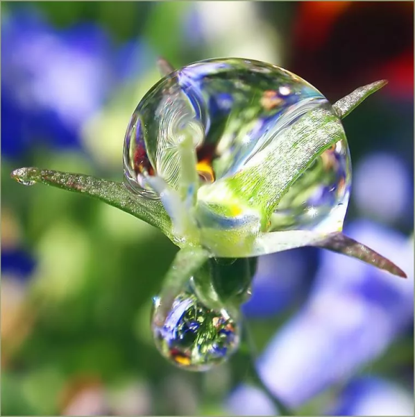 Капля воды на цветке